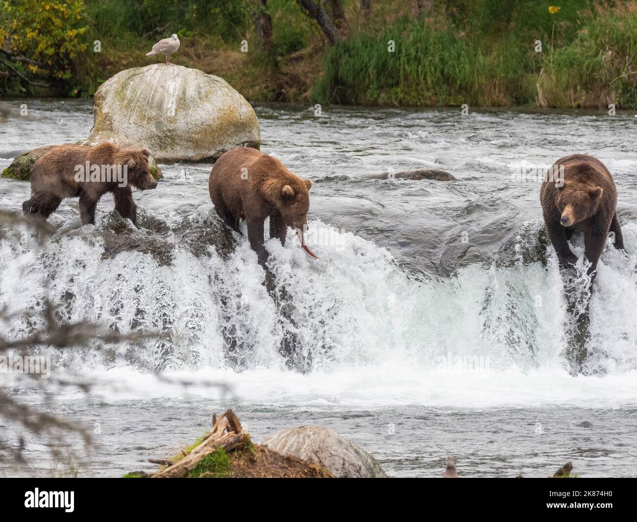 Ein Trio von Braunbären (Ursus arctos), die an den Brooks Falls, im Katmai National Park and Preserve, Alaska, Vereinigte Staaten von Amerika, nach Lachs fischen Stockfoto