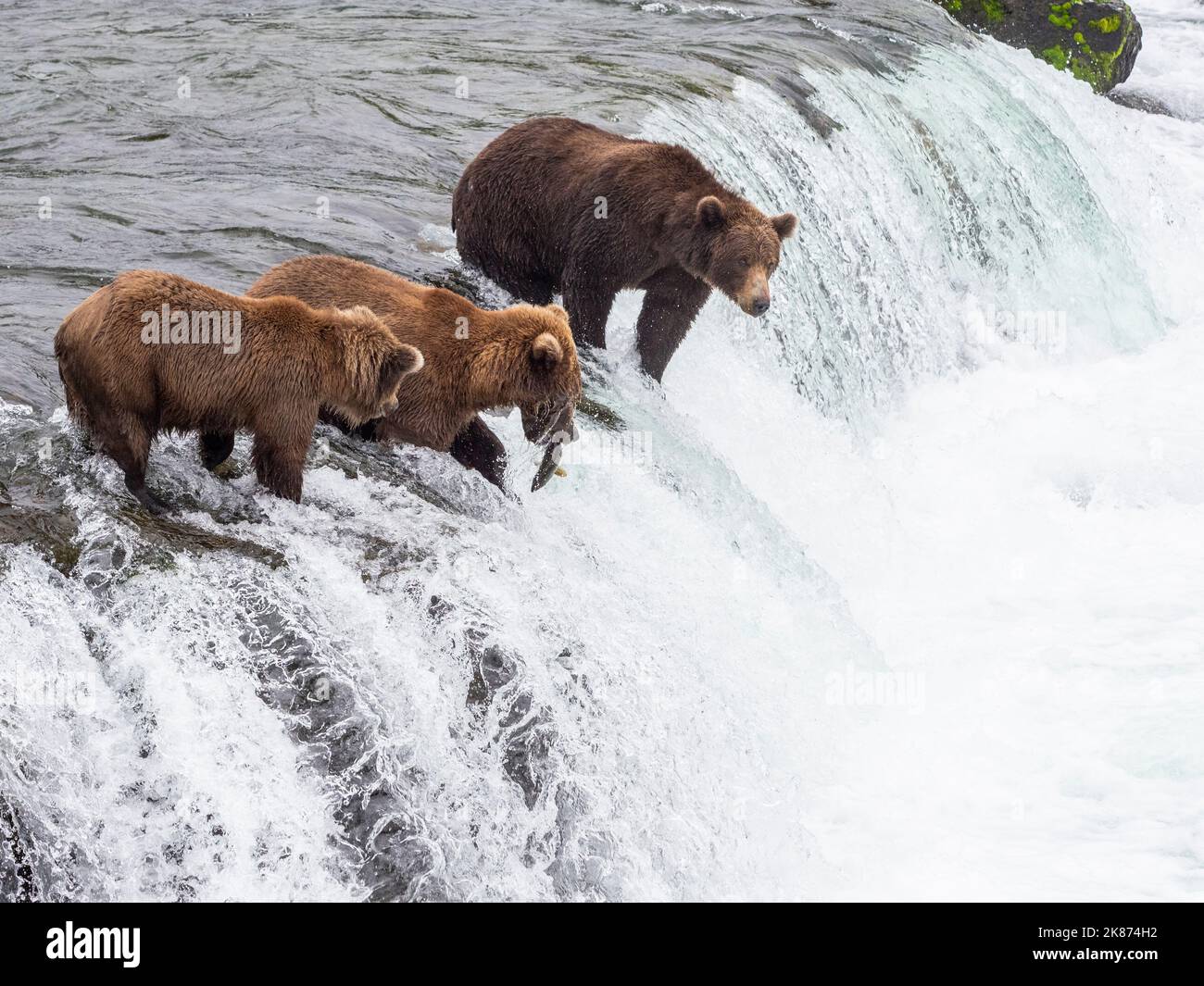 Erwachsene Braunbären (Ursus arctos) fischen auf Lachs bei Brooks Falls, Katmai National Park and Preserve, Alaska, Vereinigte Staaten von Amerika Stockfoto