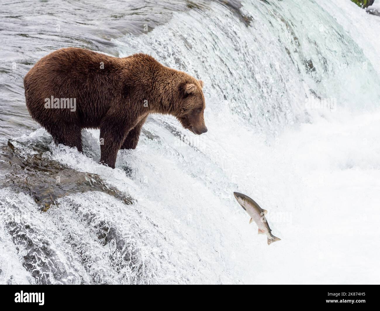 Ein erwachsener Braunbär (Ursus arctos), der bei Brooks Falls, Katmai National Park and Preserve, Alaska, Vereinigte Staaten von Amerika, nach Lachs fischt Stockfoto