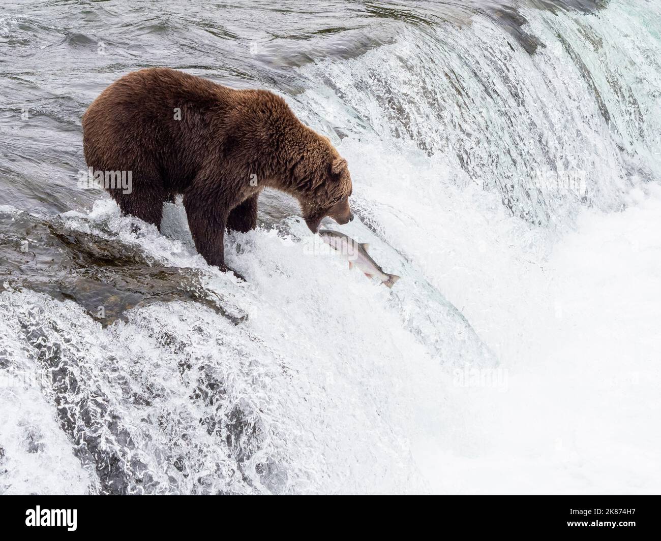 Ein erwachsener Braunbär (Ursus arctos), der bei Brooks Falls, Katmai National Park and Preserve, Alaska, Vereinigte Staaten von Amerika, nach Lachs fischt Stockfoto