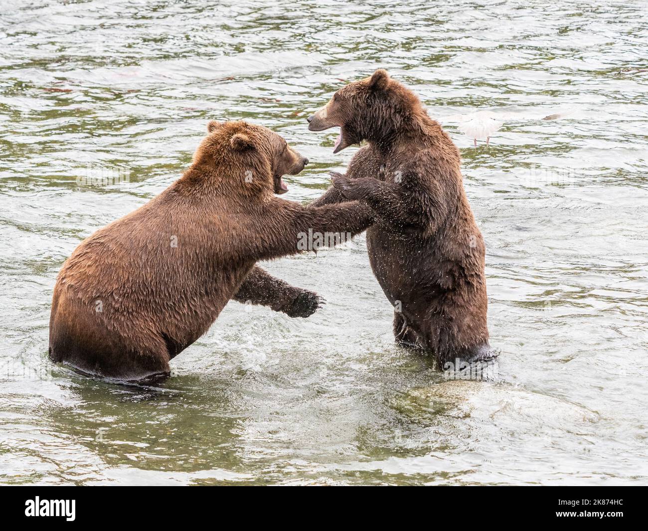 Ein Paar Braunbären (Ursus Arctos) imitierten die Kämpfe an den Brooks Falls, im Katmai National Park and Preserve, Alaska, den Vereinigten Staaten von Amerika, Nordamerika Stockfoto