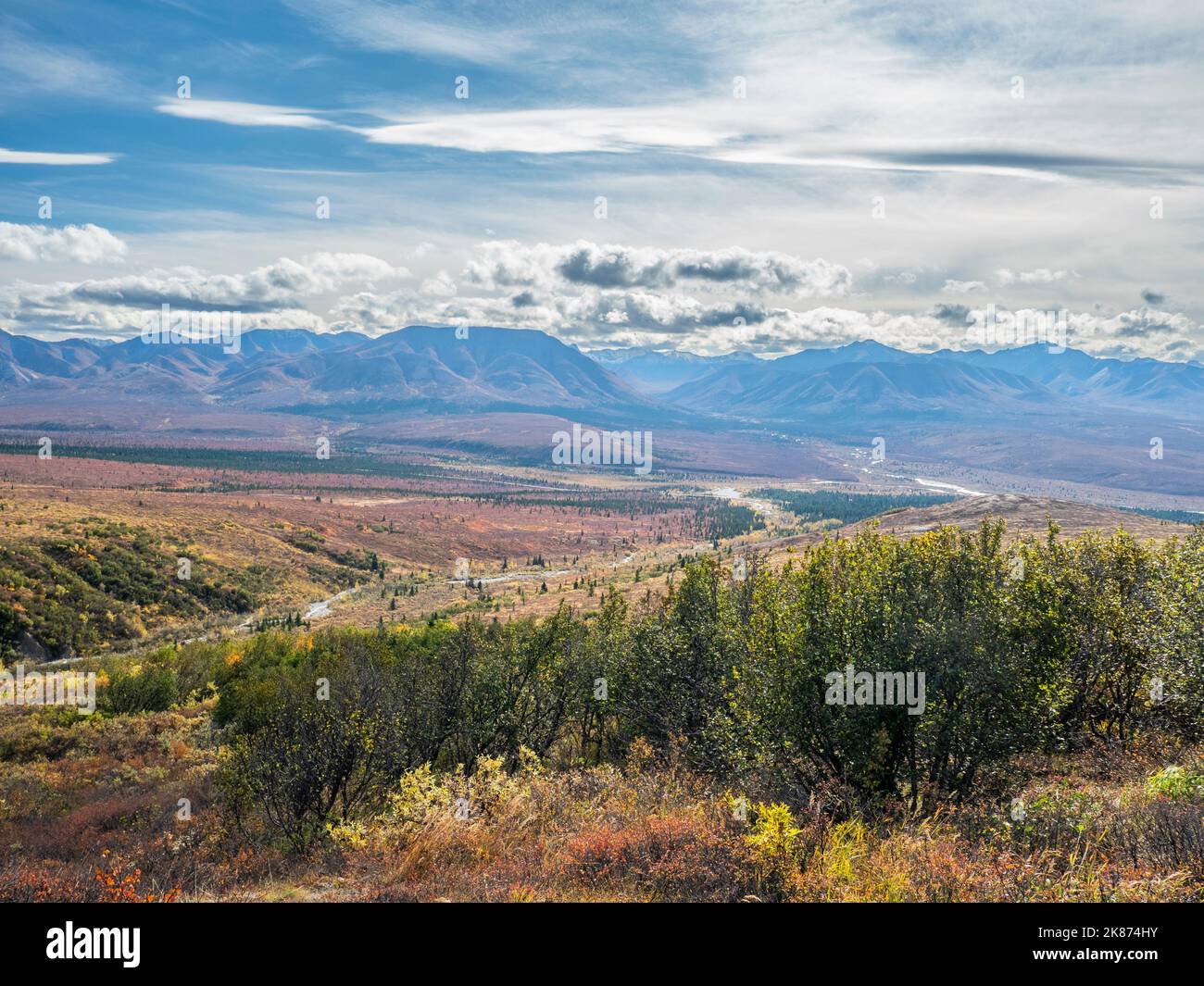Herbstfärbung unter den Bäumen und Sträuchern im Denali National Park, Alaska, Vereinigte Staaten von Amerika, Nordamerika Stockfoto