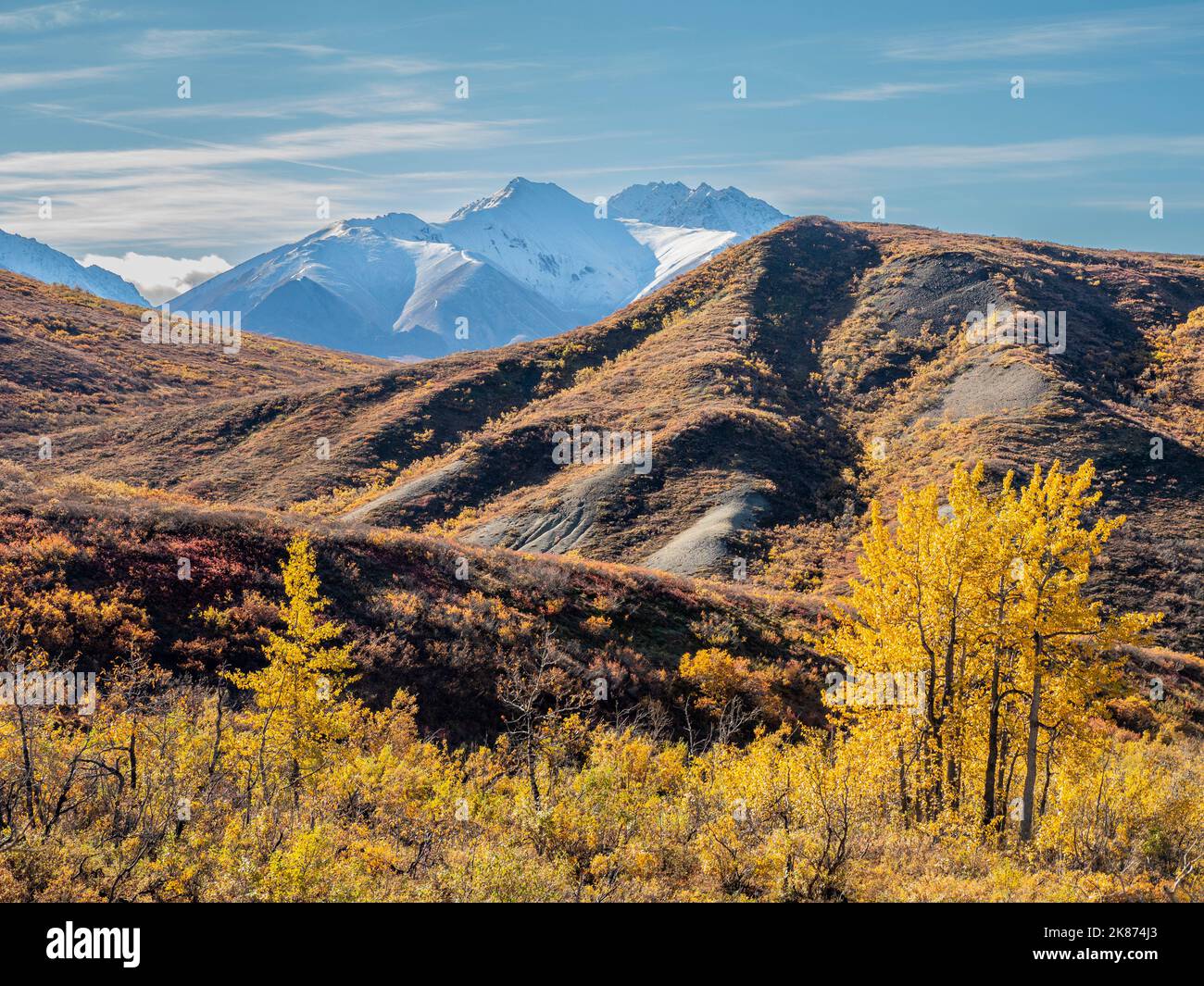 Schneebedeckte Berge und Herbstfärbung zwischen den Sträuchern und Bäumen, Denali National Park, Alaska, Vereinigte Staaten von Amerika, Nordamerika Stockfoto