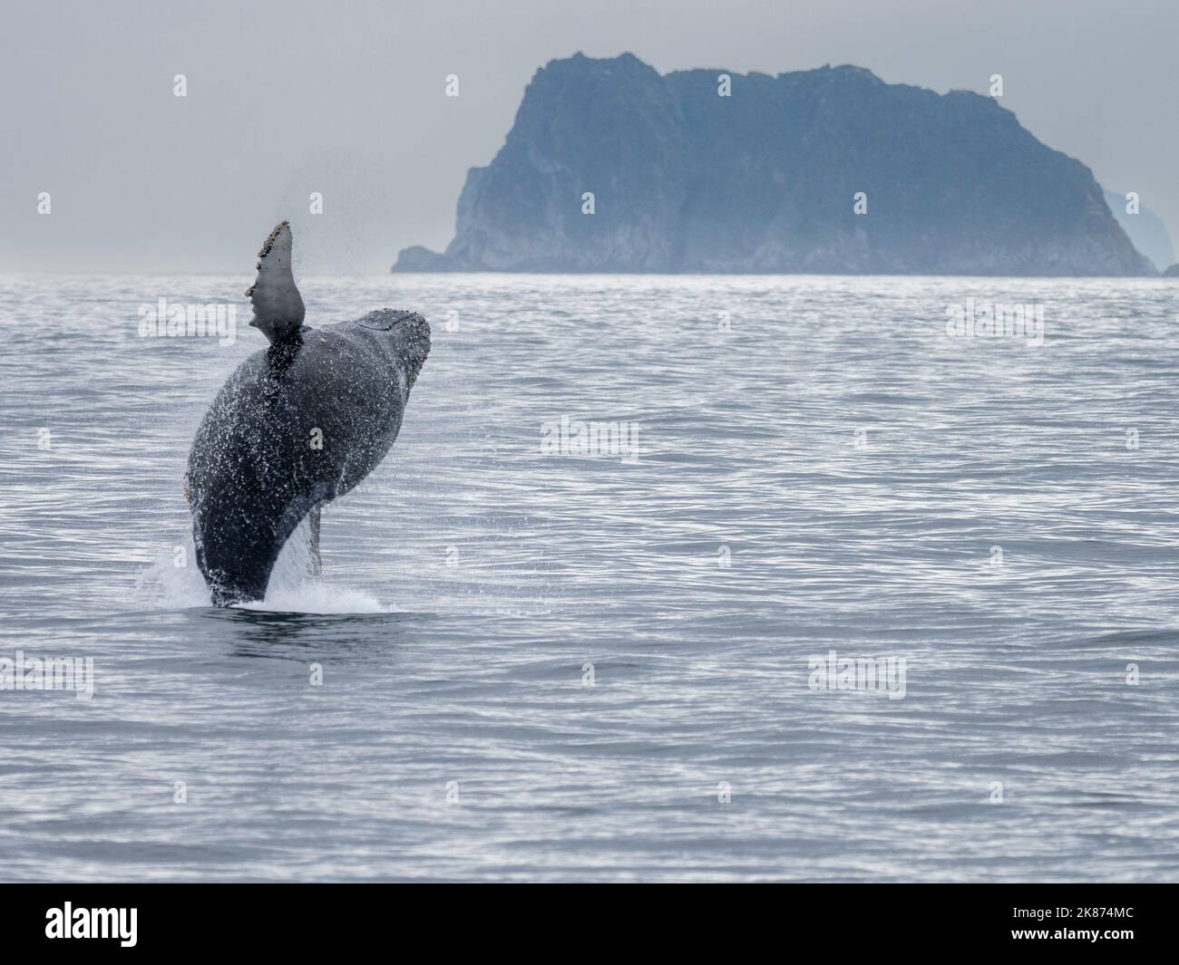 Ein erwachsener Buckelwal (Megaptera novaeangliae), der im Kenai Fjords National Park, Alaska, USA, Nordamerika, durchbrecht Stockfoto