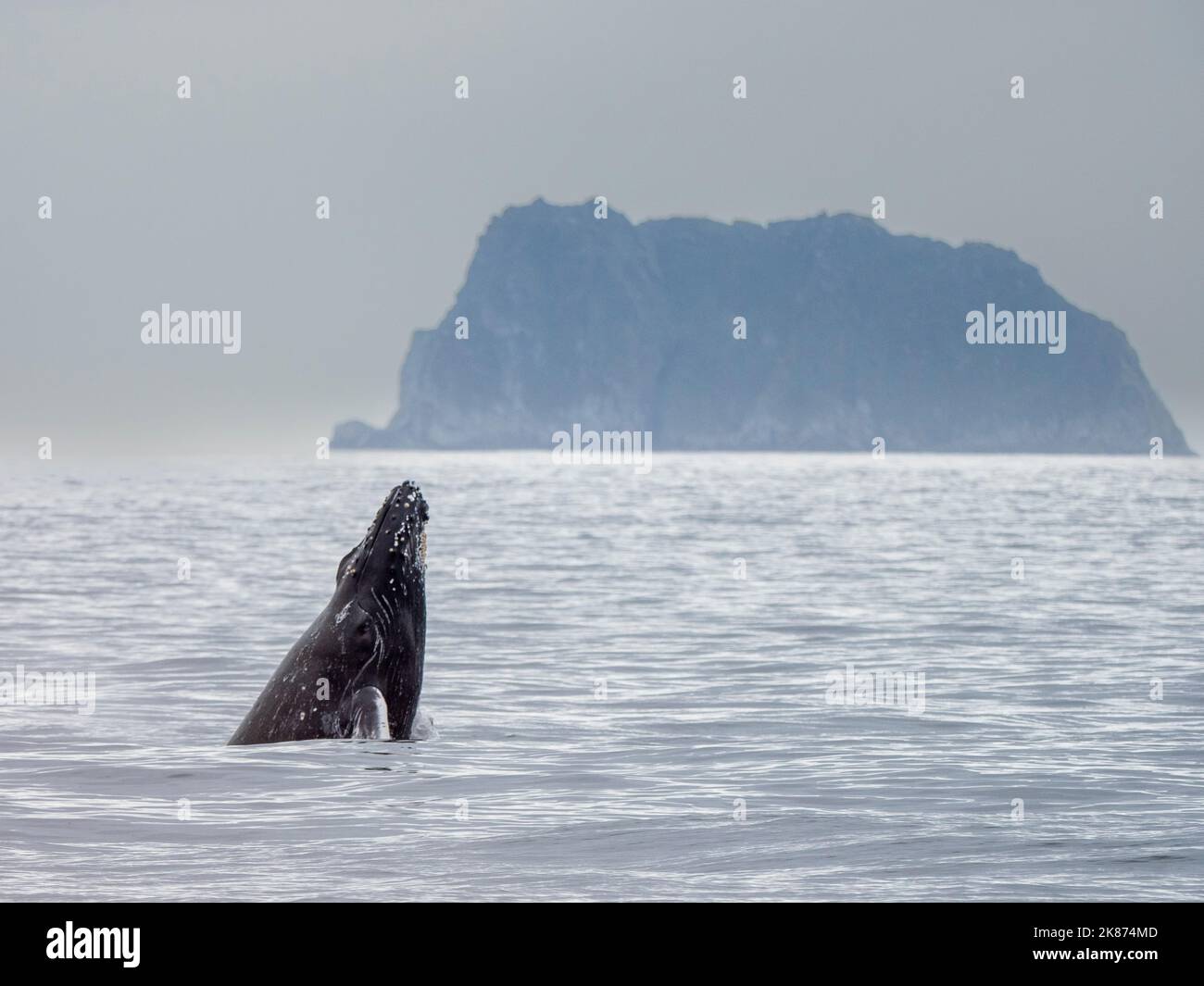 Ein ausgewachsener Buckelwal (Megaptera novaeangliae), der im Kenai Fjords National Park, Alaska, USA, Nordamerika, am Kopf schlingend ist Stockfoto