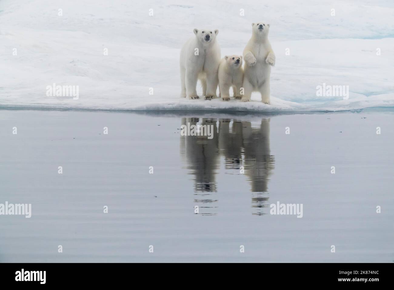 Eisbär (Ursus maritimus), Mutter und zwei Jungen auf einer Eisscholle im Nebel in der Davis Strait, Nunavut, Kanada, Nordamerika Stockfoto