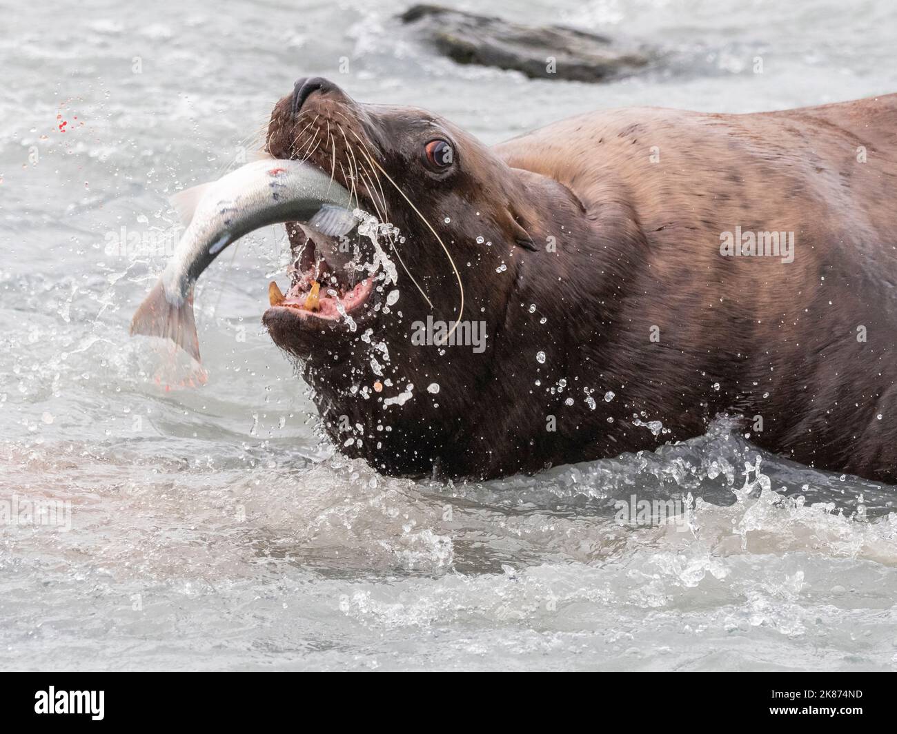 Der ausgewachsene Bulle Steller Seelöwe (Eumetopias jubatus) fängt Lachs in der Solomon Gulch Hatchery, Valdez, Alaska, Vereinigte Staaten von Amerika Stockfoto