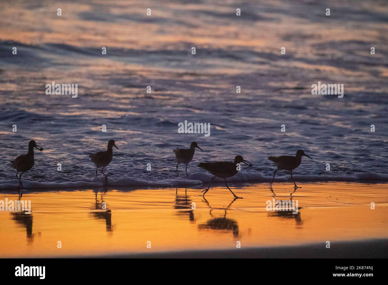 Eine Herde erwachsener willets (Tringa semipalmata), die sich bei Sonnenuntergang am Strand in der Nähe von Moss Landing, Kalifornien, USA, Nordamerika, füttern Stockfoto