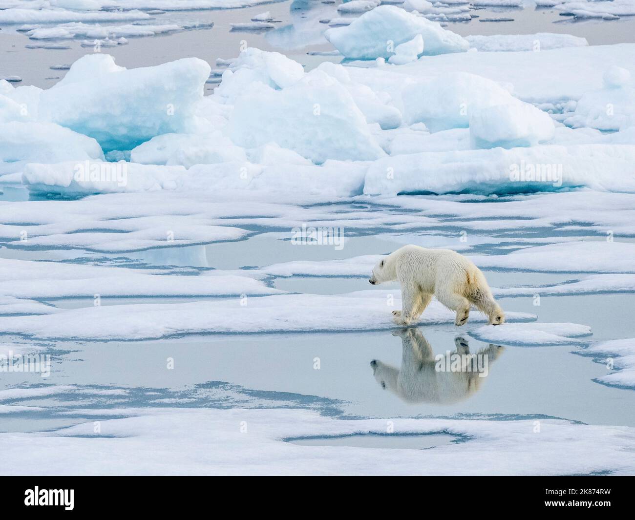 Ein neugieriger junger Eisbär (Ursus maritimus), der auf dem Meereis in der Nähe von Somerset Island, Nunavut, Kanada, Nordamerika, unterwegs ist Stockfoto