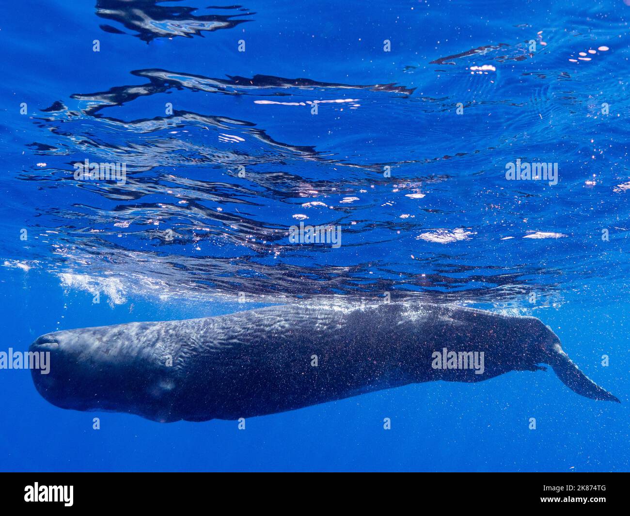 Ein junger Pottwal (Physetter macrocephalus) schwimmt unter Wasser vor der Küste von Roseau, Dominica, Windward Islands, West Indies, Karibik Stockfoto