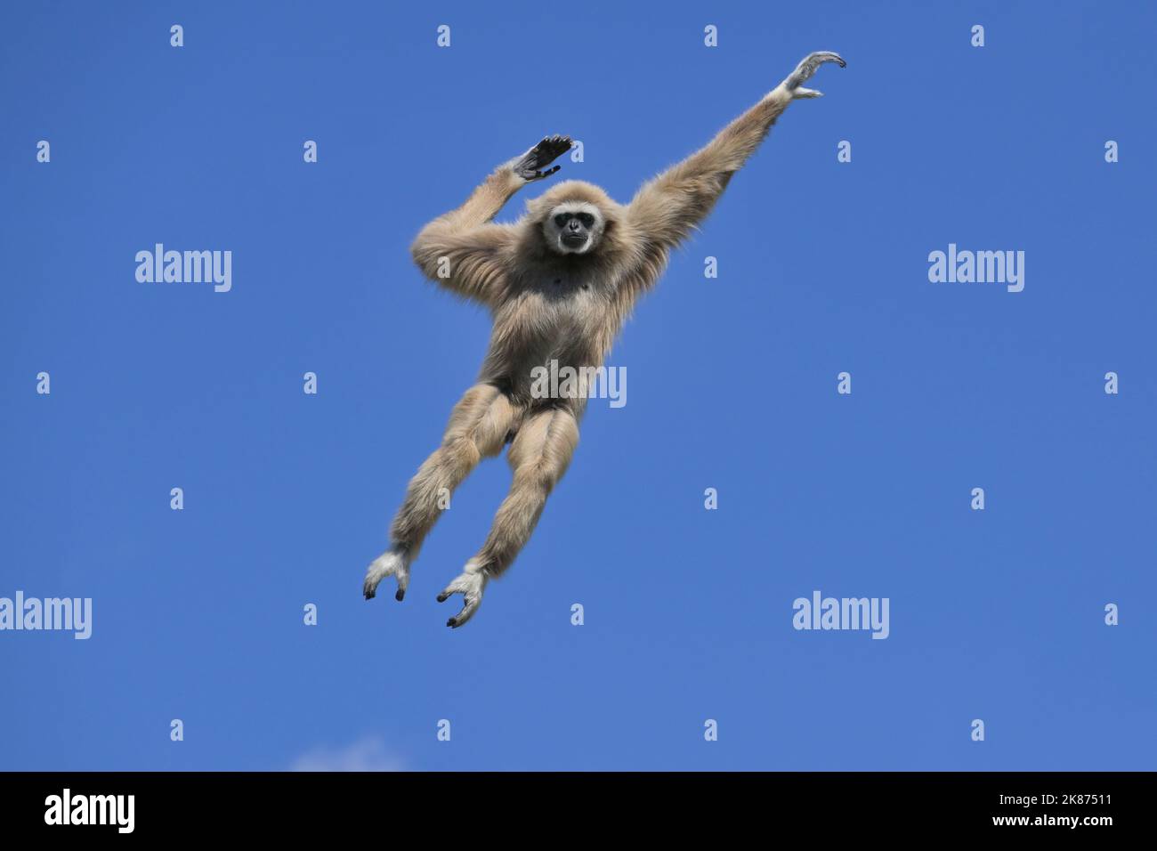 Springlar-Gibbon (Weißhand-Gibbon) (Hylobates-lar), Malaysia, Südostasien, Asien Stockfoto