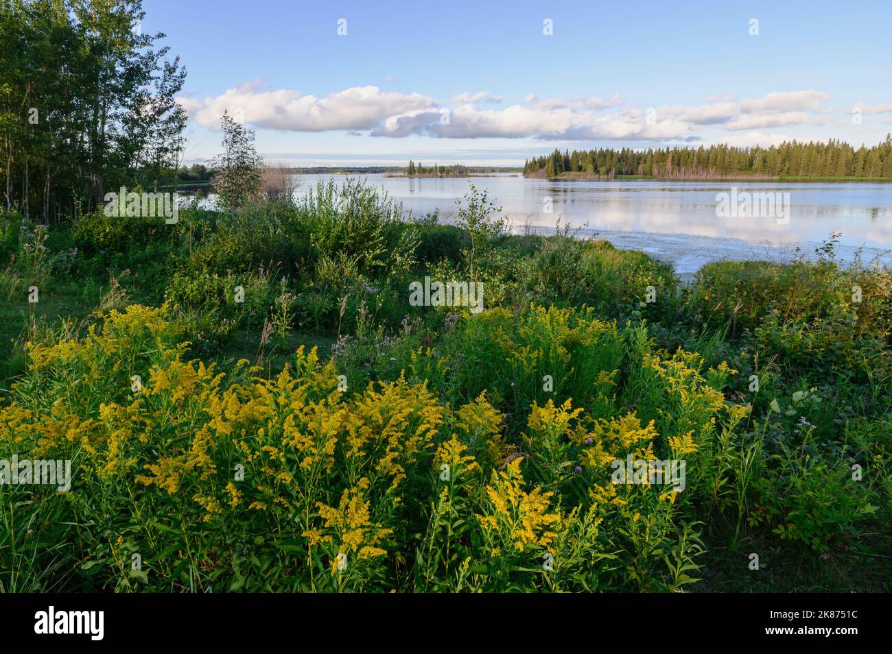 Wilde Goldruten (Solidago) blühen im Sommer am Astotin Lake, Elk Island National Park, Alberta, Kanada, Nordamerika Stockfoto