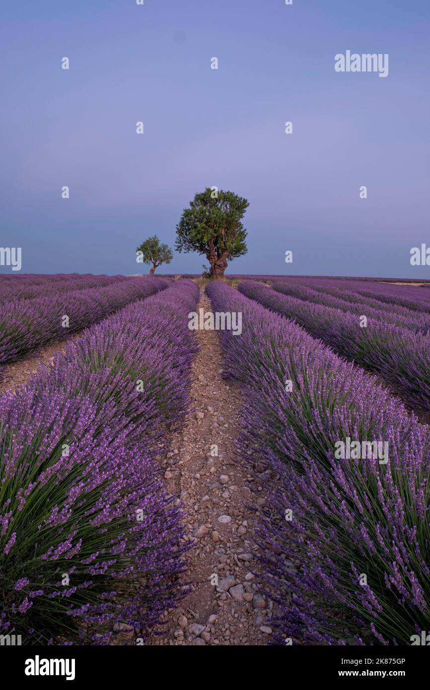 Zwei Bäume am Ende eines Lavendelfeldes in der Abenddämmerung, Plateau de Valensole, Provence, Frankreich, Europa Stockfoto