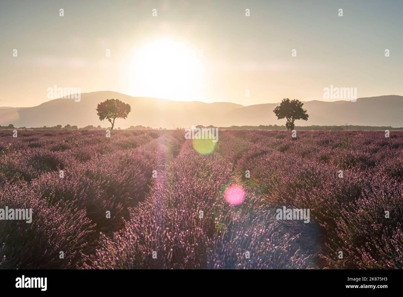 Zwei Bäume am Ende eines Lavendelfeldes bei Sonnenaufgang, Plateau de Valensole, Provence, Frankreich, Europa Stockfoto