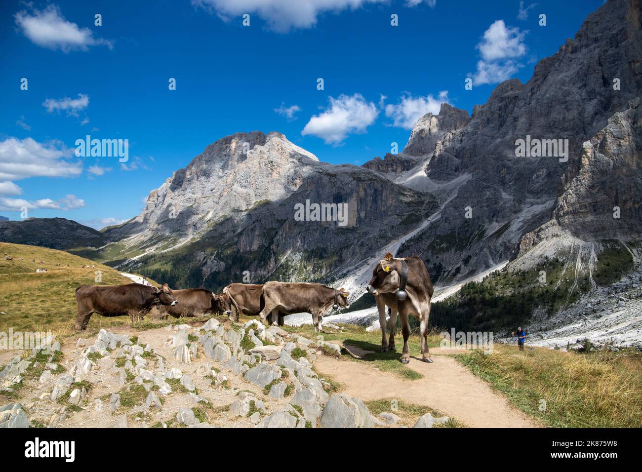 Pale di San Martino, Naturpark Paneveggio, Passo Rolle, Dolomiten, Trentino, Italien, Europa Stockfoto