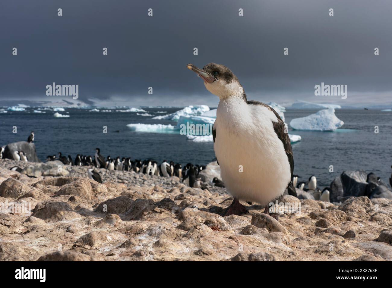 Unreifer antarktischer Shag (Leucocarbo bransfieldensis), Paulet Island, Weddellmeer, Antarktis, Polarregionen Stockfoto