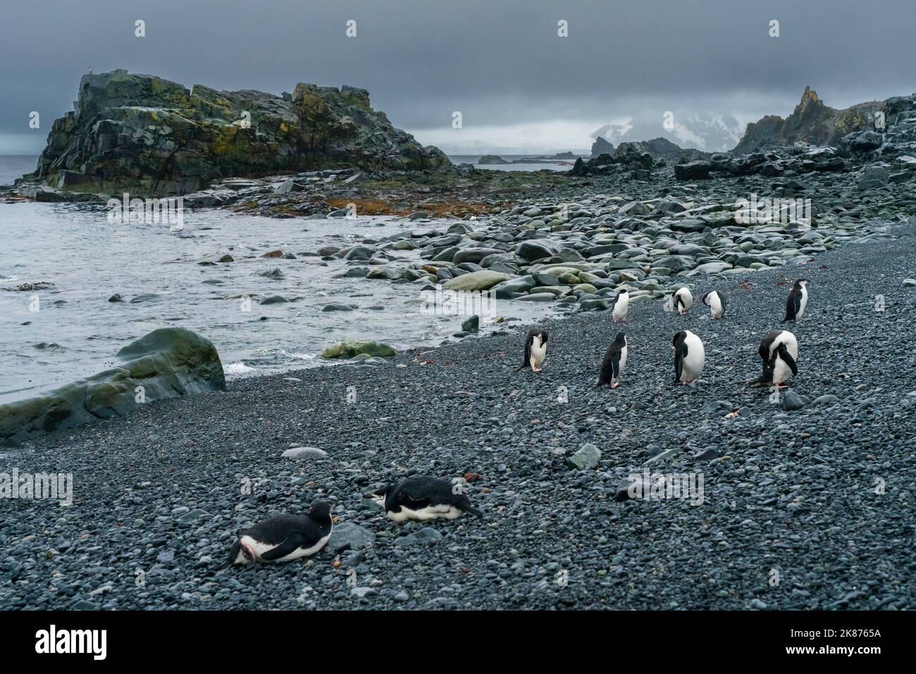 Kinnriemen-Pinguine (Pygoscelis antarcticus) am Strand, Half Moon Island, Südshetland-Inseln, Antarktis, Polarregionen Stockfoto