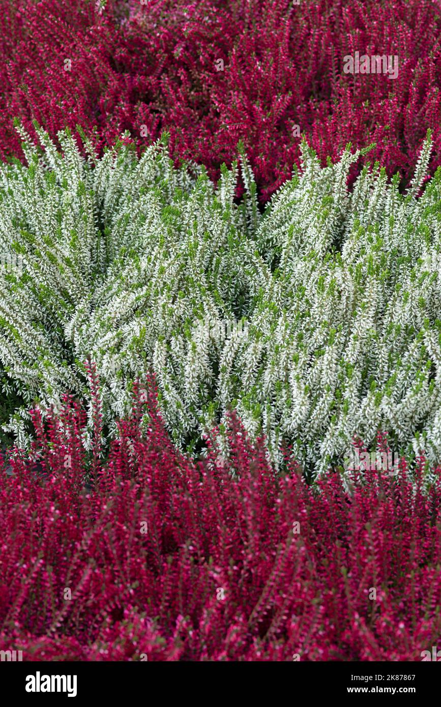 Erica, Ericaceae Stockfoto