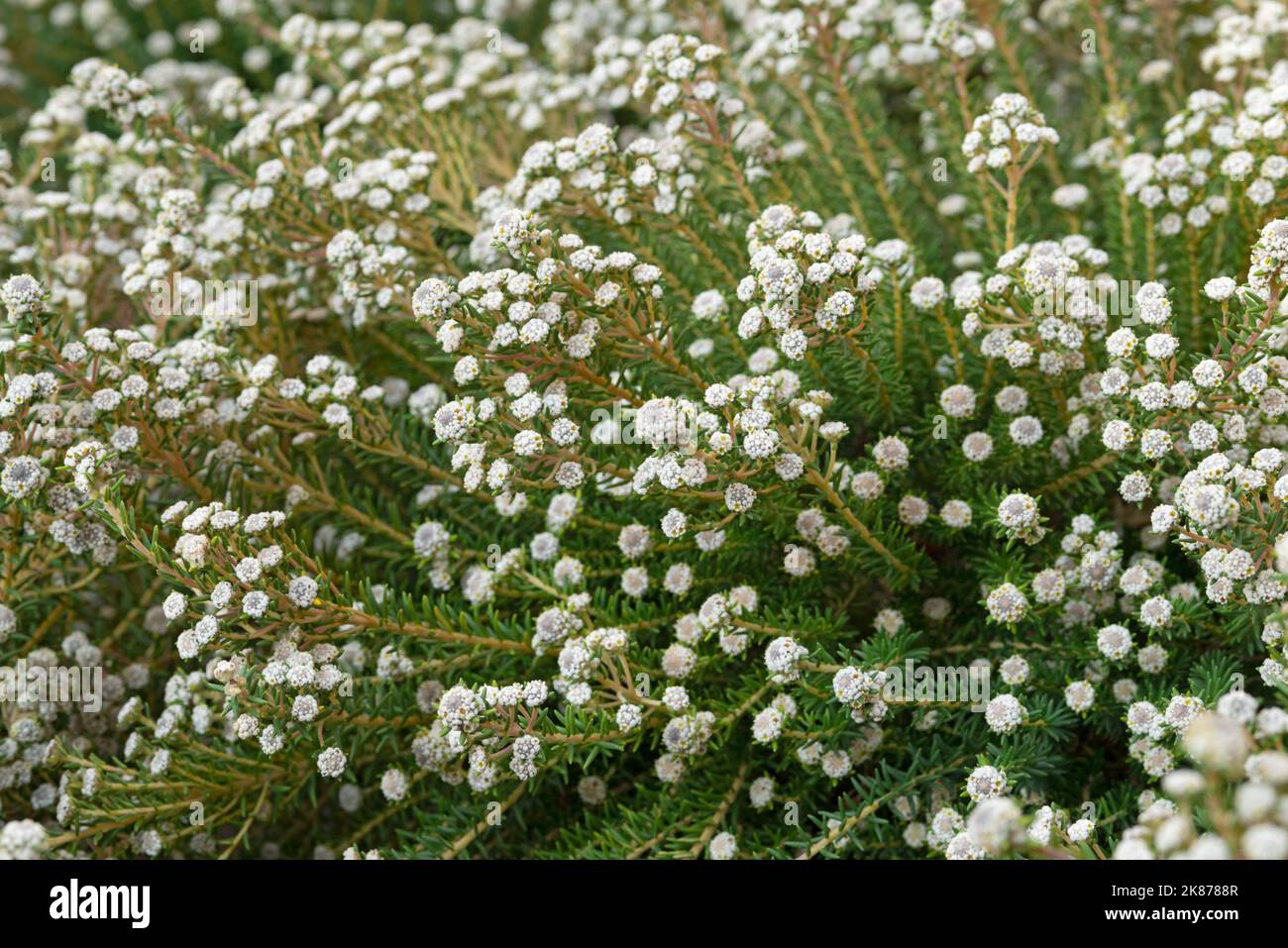 Weißes Phyllica, Baumwollbusch Stockfoto