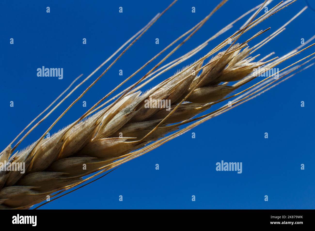 Weizenwürze an einem sonnigen Tag in Nahaufnahme Stockfoto