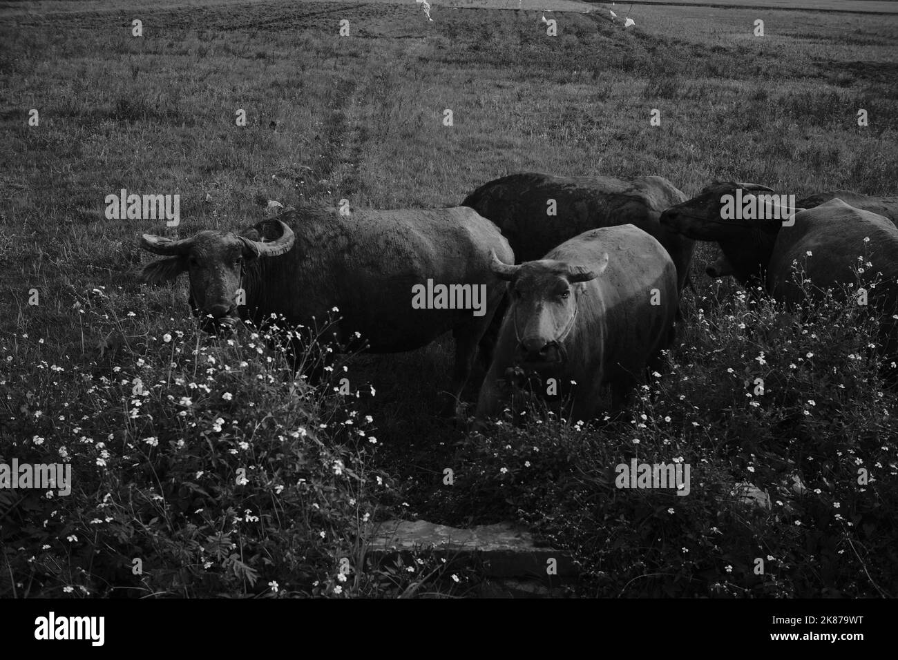 Monochrom-Foto, Schwarz-Weiß-Foto einer Büffelherde auf den Reisfeldern im Cikancung-Gebiet - Indonesien Stockfoto
