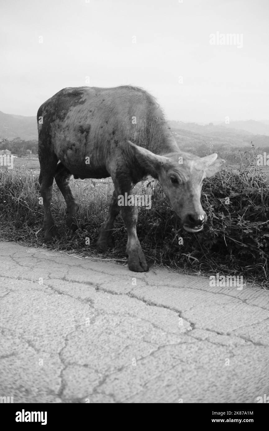 Monochrom-Foto, Schwarz-Weiß-Foto eines Büffels in einem Reisfeld im Cikancung-Gebiet - Indonesien Stockfoto