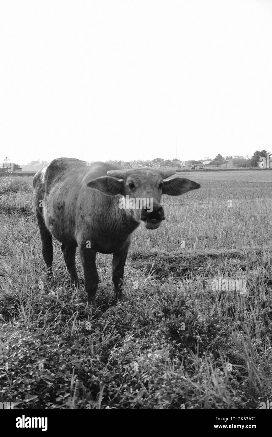 Monochrom-Foto, Schwarz-Weiß-Foto eines Büffels in einem Reisfeld im Cikancung-Gebiet - Indonesien Stockfoto