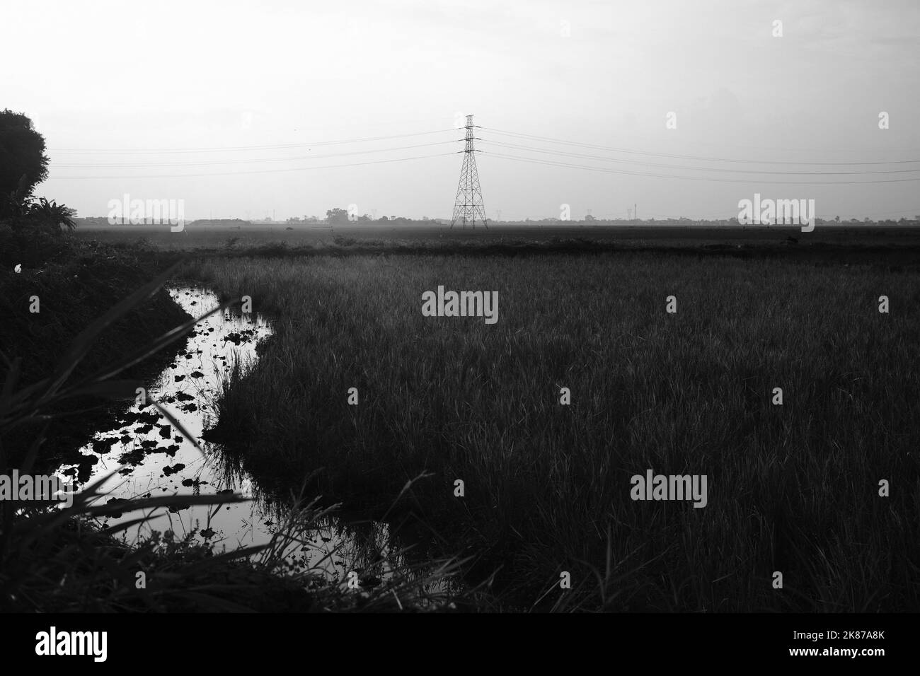 Monochrom-Fotos, Schwarz-Weiß-Fotos von der Schönheit der Reisfelder auf dem Land in der Cikancung-Region - Indonesien Stockfoto