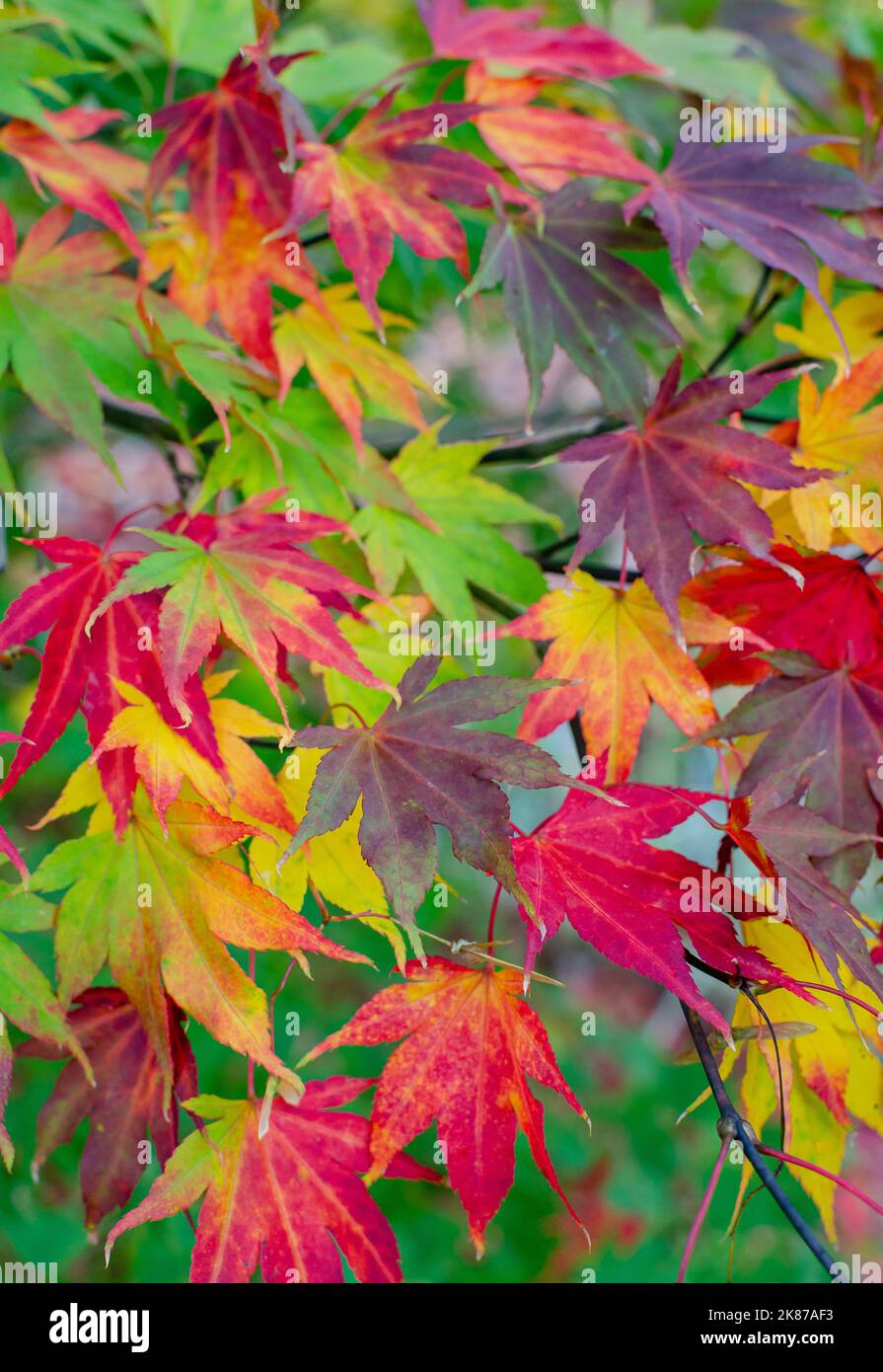 Acer Patmatum mit bunten Blättern - rotes, violettes, gelbes, oranges Mosaik im Herbst in Botanik. Naturkulisse. Stockfoto