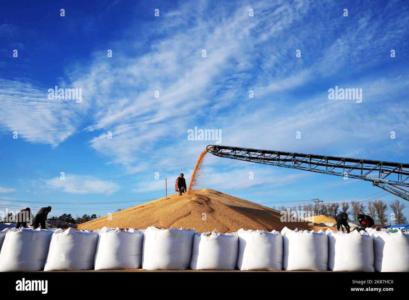 Harbin, Chinas Provinz Heilongjiang. 19. Oktober 2022. Ein Mitarbeiter arbeitet auf einem Stapel von Hühneraugen in einem Trockenhof in bei'an, nordöstlich der Provinz Heilongjiang, am 19. Oktober 2022. Quelle: Wang Jianwei/Xinhua/Alamy Live News Stockfoto