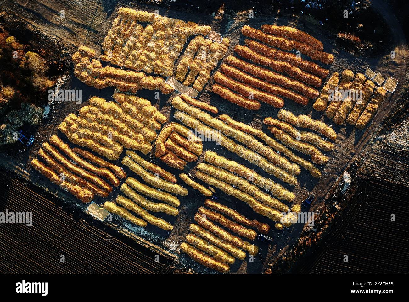 Harbin. 18. Oktober 2022. Dieses Luftbild, das am 18. Oktober 2022 aufgenommen wurde, zeigt die Trocknung von Hühneraugen auf einem Hof im Landkreis Baiquan, nordöstlich der Provinz Heilongjiang in China. Quelle: Wang Jianwei/Xinhua/Alamy Live News Stockfoto