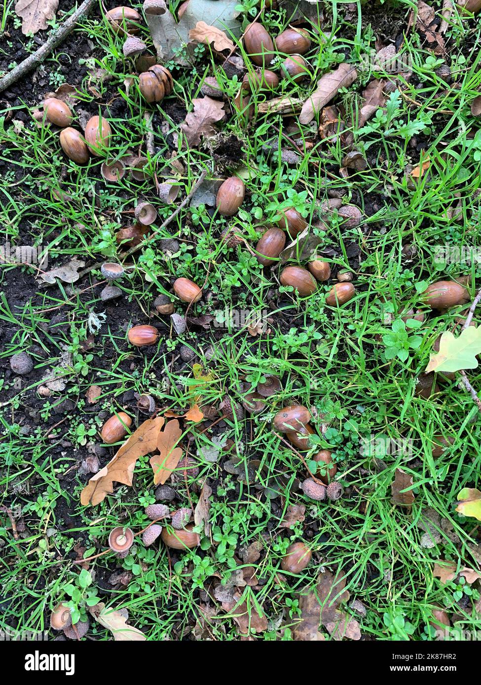 Nahaufnahme von gefallenen Eicheln aus Eichenholz, die im Herbst im Gras zu sehen sind. Stockfoto