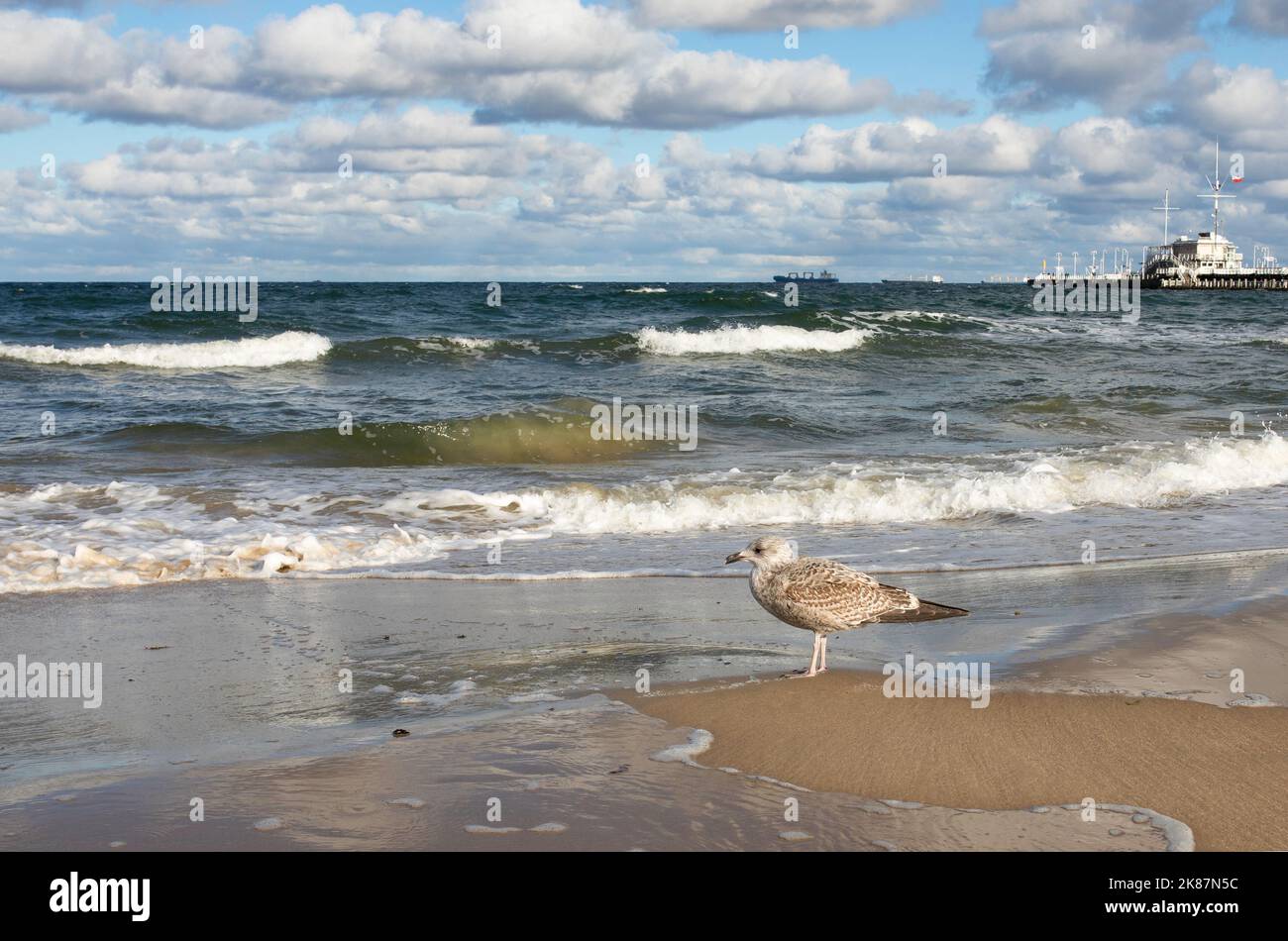 Sopot, Polen - die Ostsee und die Möwe. Stockfoto