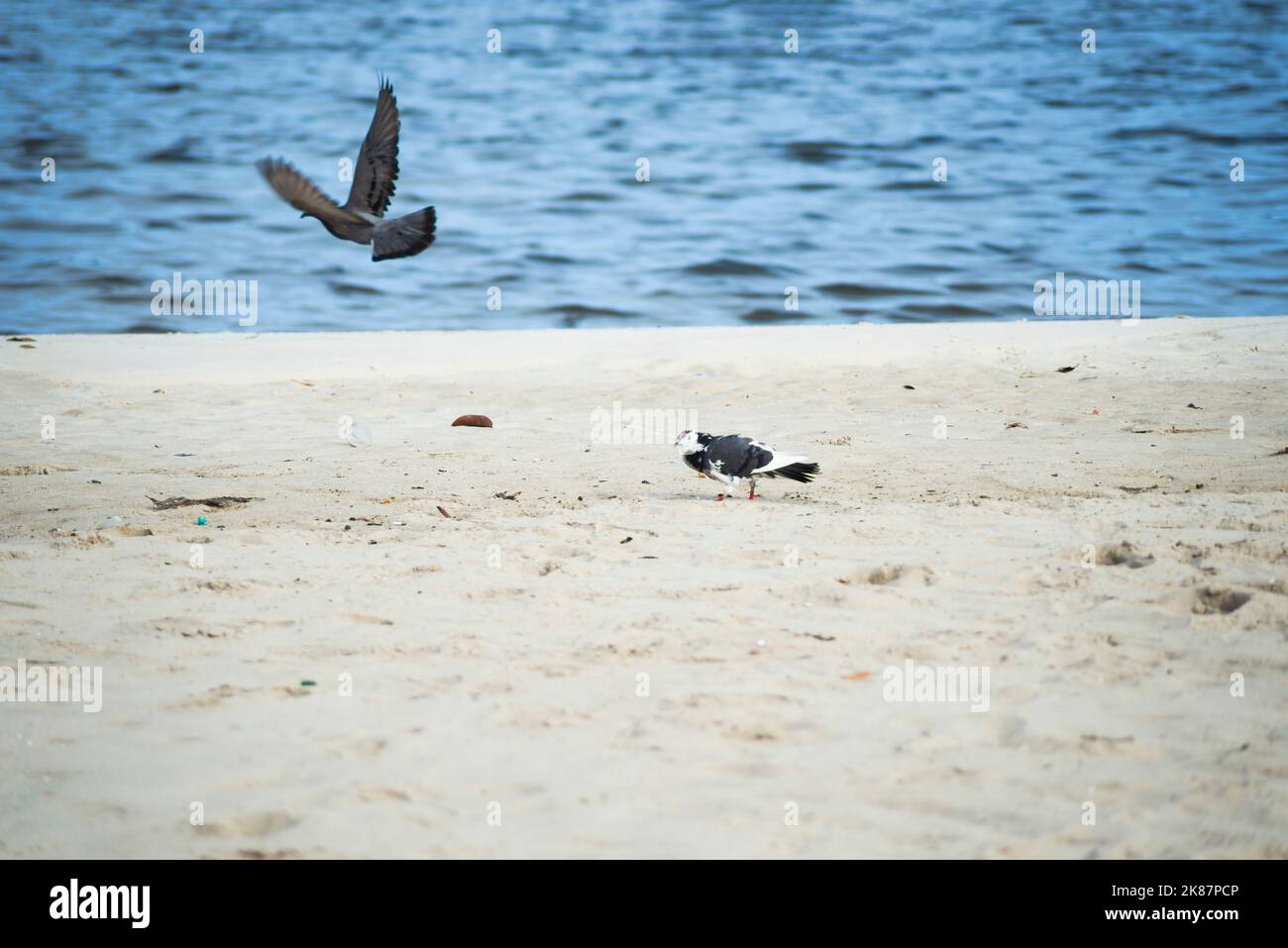 Zwei Tauben auf dem Sand eines Strandes mit dem Meer im Hintergrund. Eine Taube flog. Schöner Tag. Salvador, Bahia, Brasilien. Stockfoto