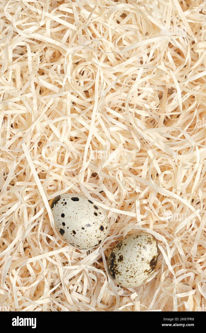 Wachteleier in einem Nest aus Holzwolle, von oben. Frische, gesprenkelte, ganze Eier von Wachteln, Coturnix Coturnix, Delikatesse, roh oder gekocht gegessen. Stockfoto