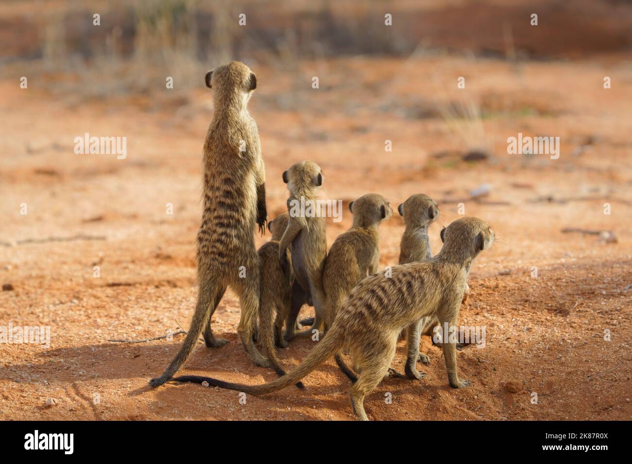 Gruppe von Erdmännchen (Suricata suricatta), die vorsichtig nach hinten schauen. Kgalagadi Transfrontier Park, Kalahari, Südafrika Stockfoto