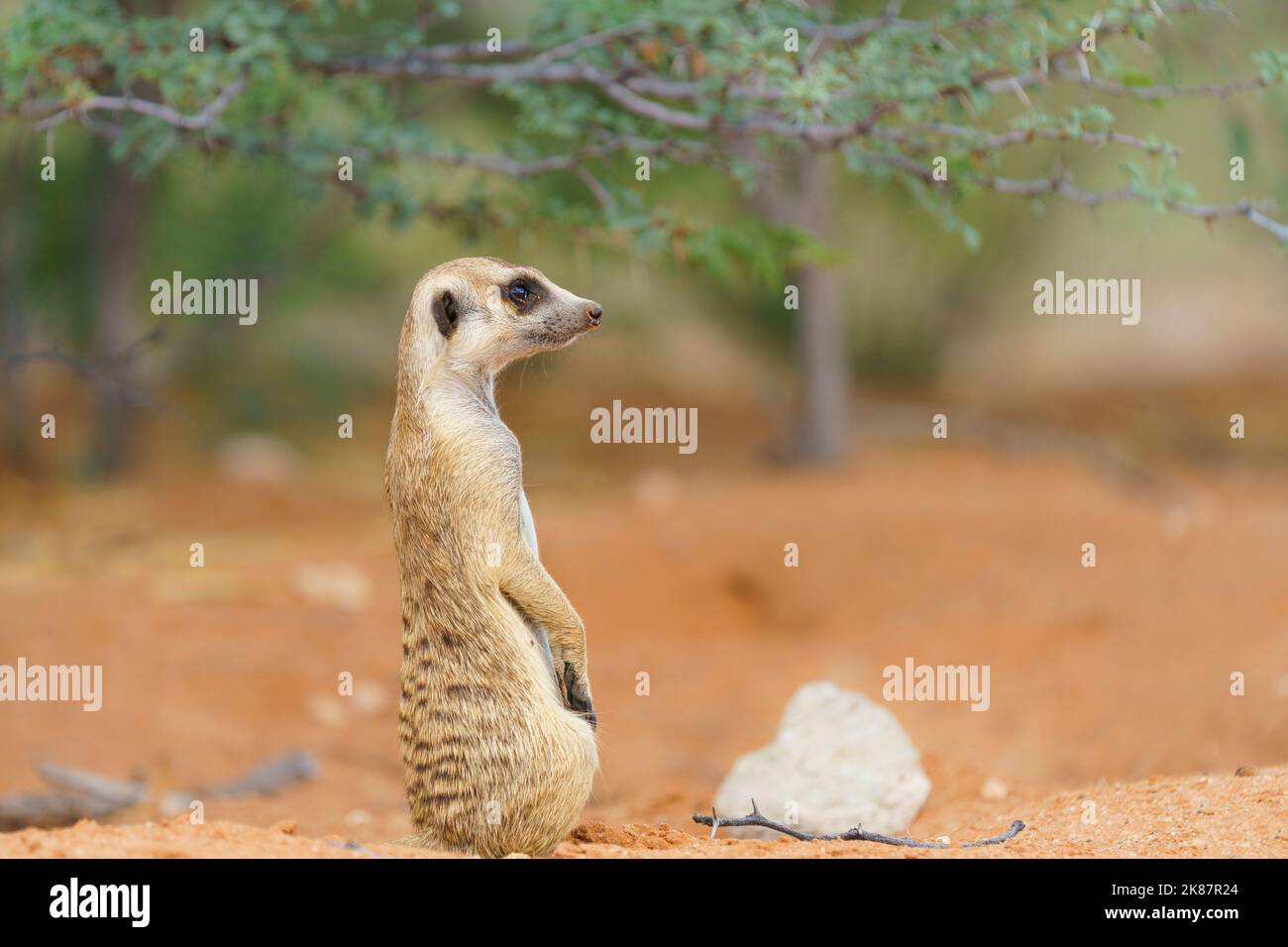 Erdmännchen (suricate suricatta), Nahaufnahme Porträt, niedliche Tier-Seitenansicht. Kgalagadi Transfrontier Park, Kalahari, Südafrika Stockfoto