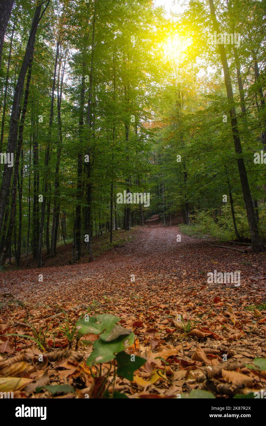 Straße in den herbstlichen Wald Stockfoto