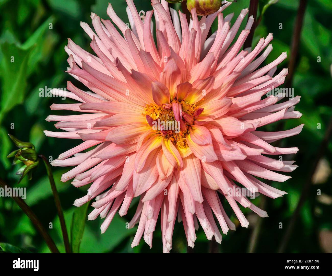 Einzelne pfirsichfarbene Kaktus Dahlia Blume, Sorte Piccolo, Nahaufnahme. Erstaunliche Perfektion und Eleganz der Dahlia Blume mit zarten Blütenblättern rosa oder pe Stockfoto