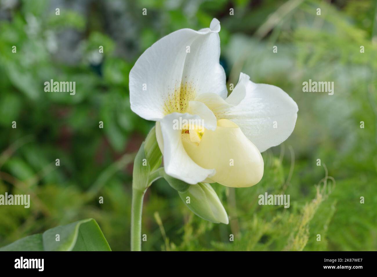 Weiße venus-Slipper-Orchidee (Gattung Paphiopedilum). Stockfoto