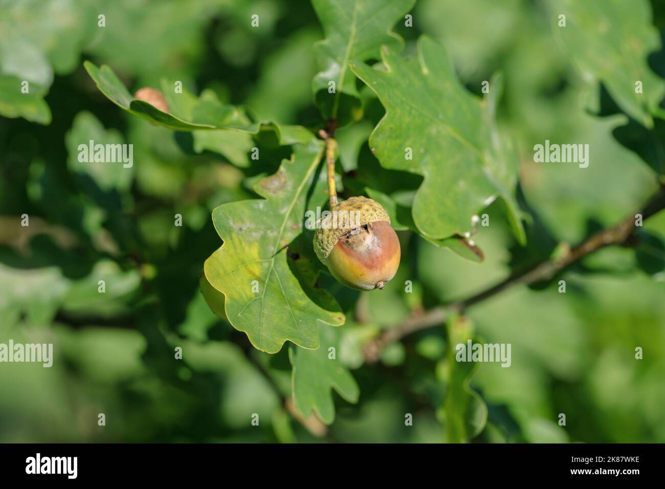 Verfaulte Eichel auf einer Eiche. Stockfoto