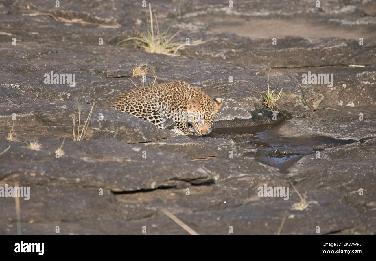 Leopard (Panthera pardus) Junge, geschätzt auf etwa 10 Wochen alt, trinken aus einem felsigen Pool Stockfoto
