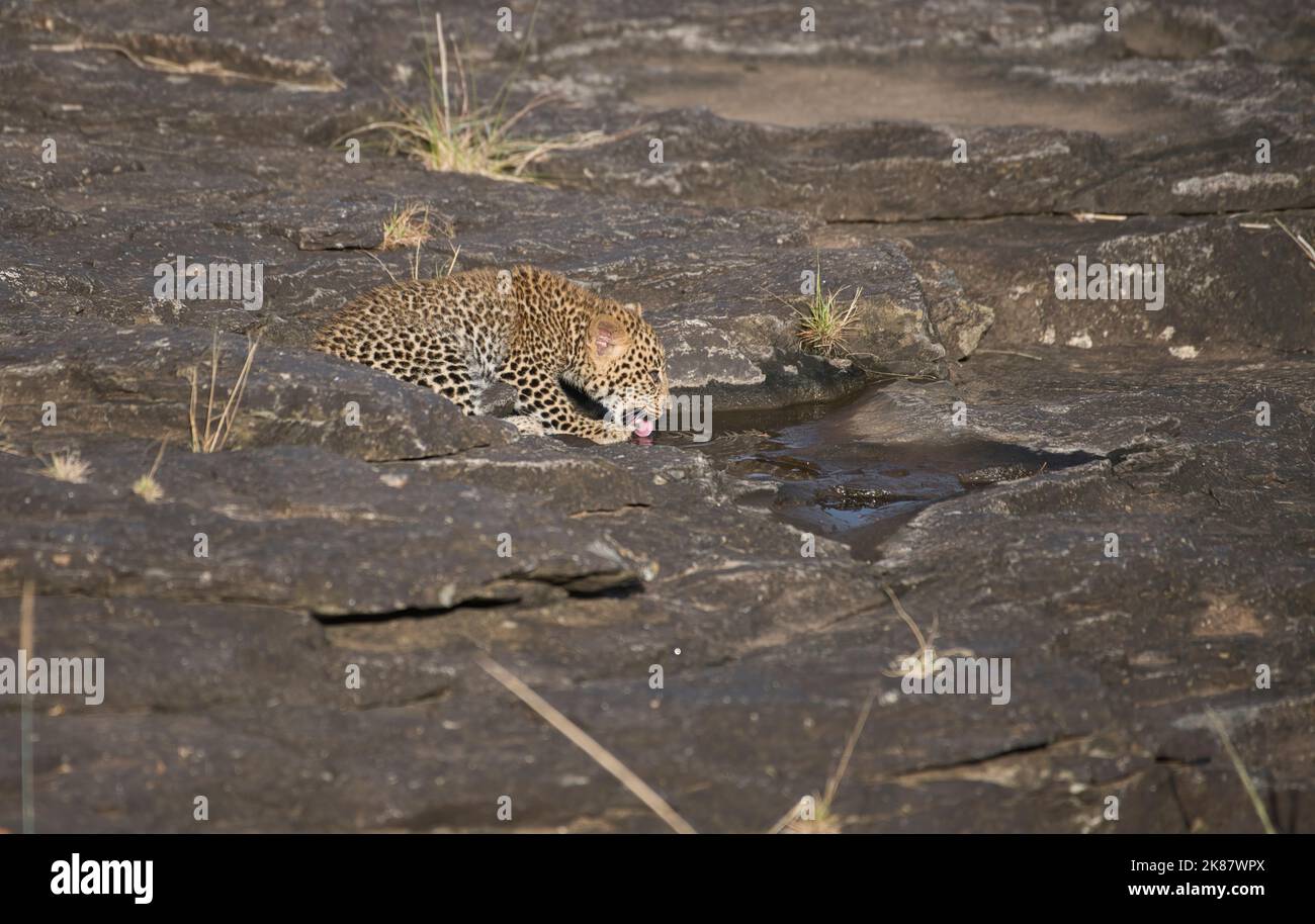 Leopard (Panthera pardus) Junge, geschätzt auf etwa 10 Wochen alt, trinken aus einem felsigen Pool, Stockfoto