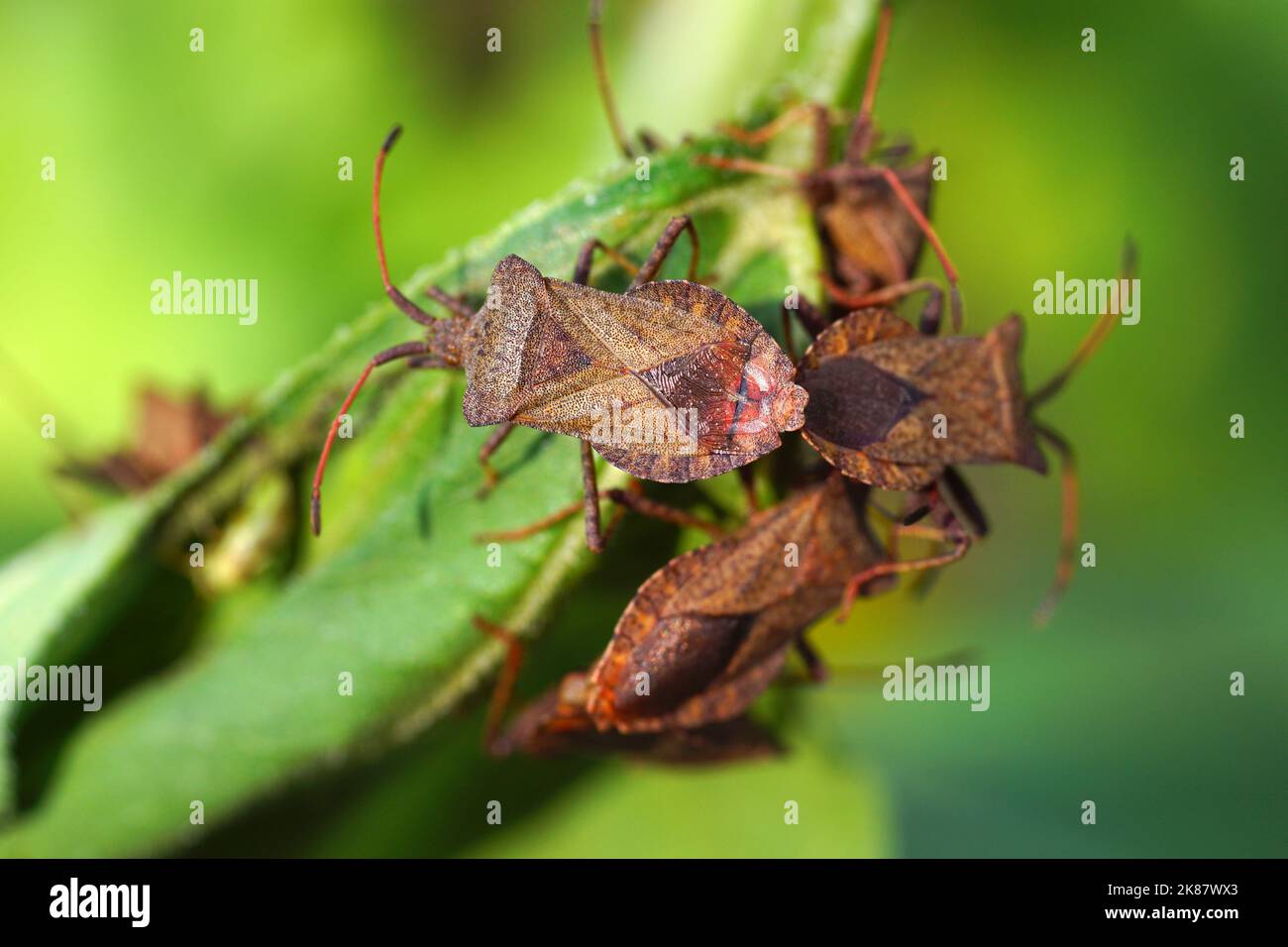 Fremde und invasive Insekten in Europa. Bewohnen immer noch neue Gebiete. Der westliche Koniferkäfer (Leptoglossus occidentalis). Stockfoto