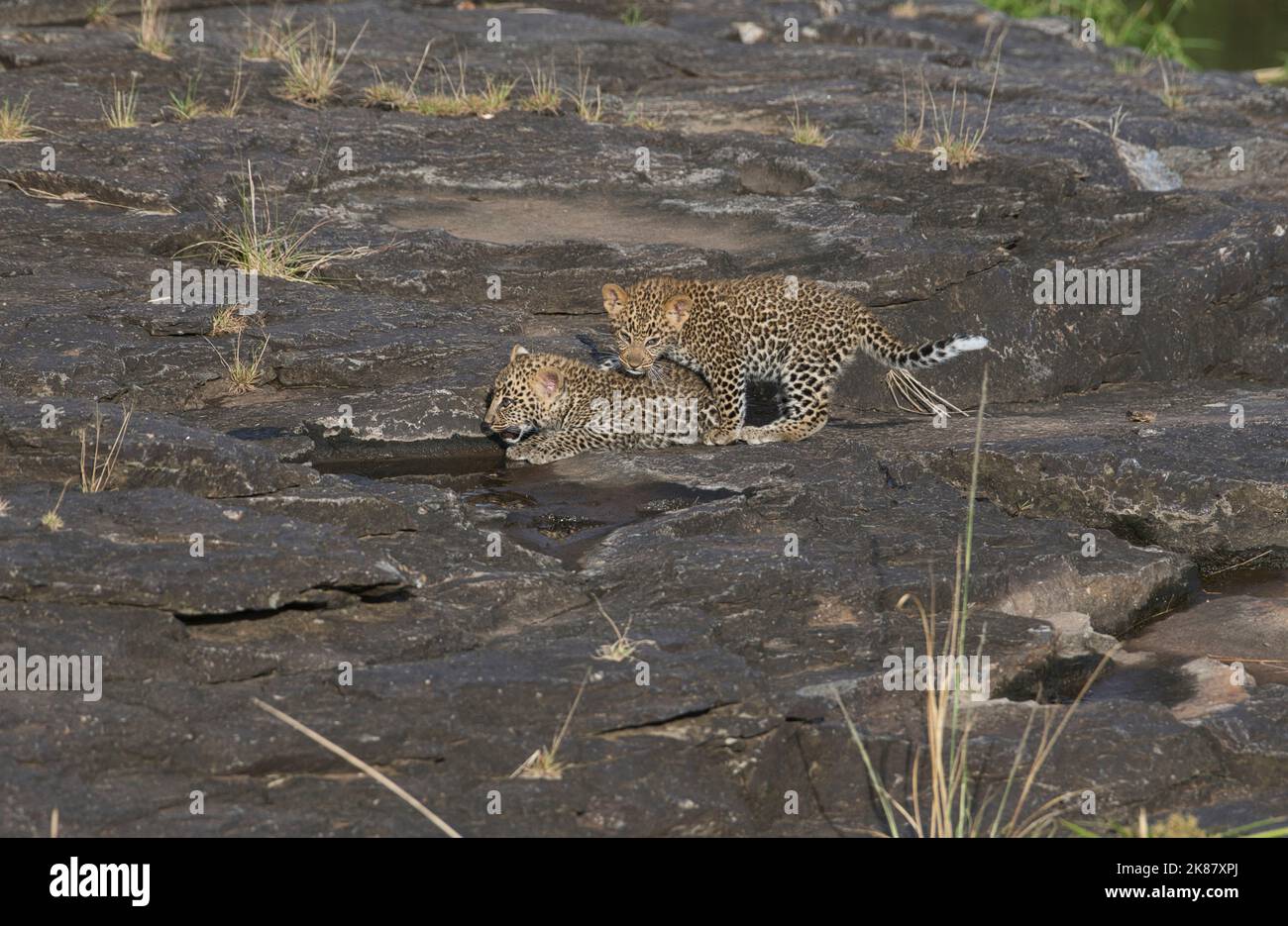 Leopard (Panthera Pardus) Jungen, geschätzt auf etwa 10 Wochen alt, spielen Stockfoto