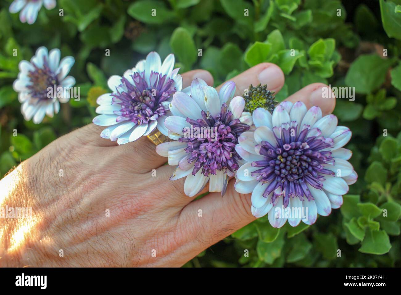Schöne lila und weiße Osteospermum Blumen auf einem kaukasischen Personen Hände Stockfoto