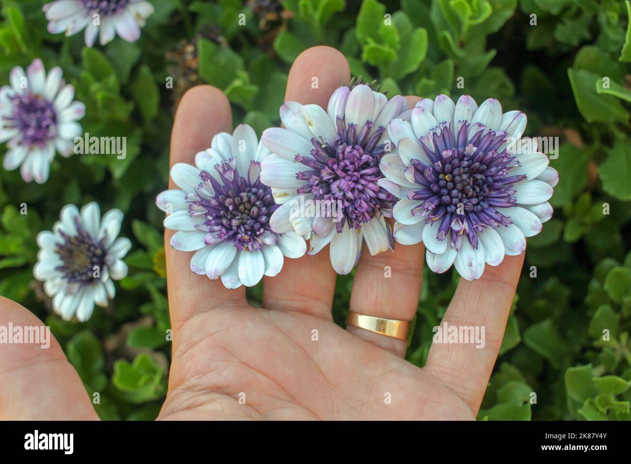 Einige violette und weiße Osteospermum-Blüten auf den Händen einer kaukasischen Person Stockfoto