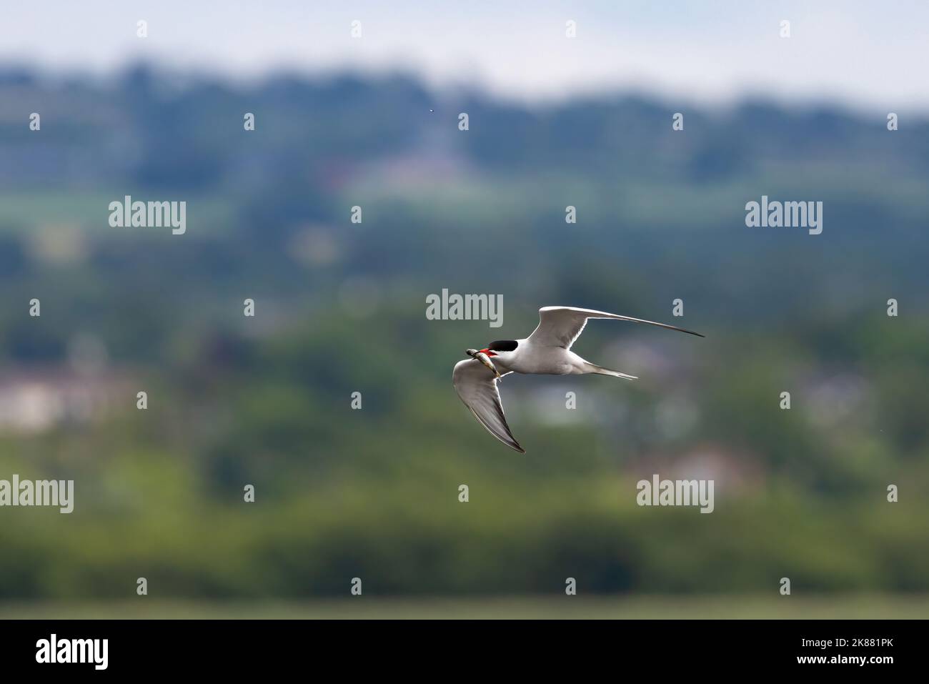 Eine Seeschwalbe, die in der Luft fliegt, mit einem Fisch im Schnabel Stockfoto