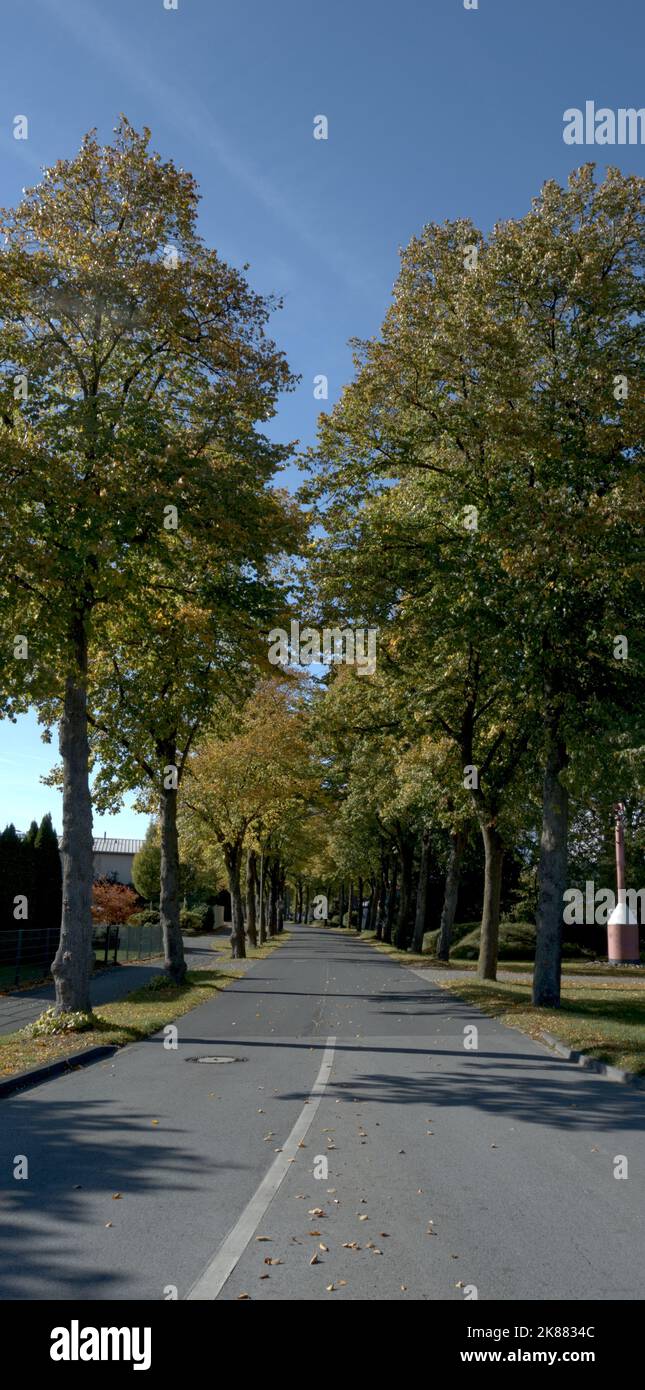 Eine vertikale Aufnahme einer schönen langen Landstraße, die von hohen Bäumen umgeben ist Stockfoto
