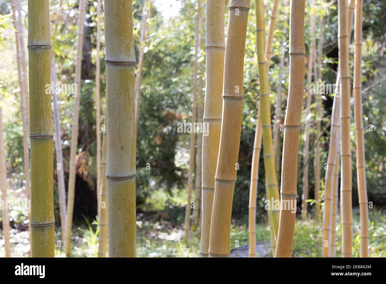 Phyllostachys vivax - chinesischer Holzbambus. Stockfoto